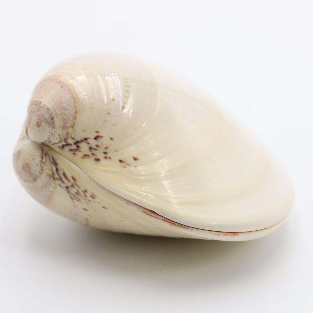 Gold-Leaf Clam Shell Kogo with Tachi-Bina Hina Dolls by Socho