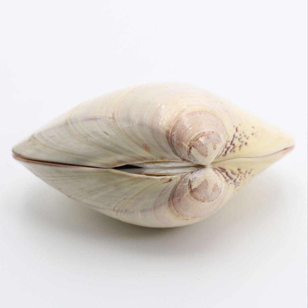 Gold-Leaf Clam Shell Kogo with Tachi-Bina Hina Dolls by Socho