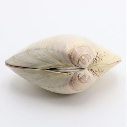 Gold-Leaf Clam Shell Kogo with Tachi-Bina Hina Dolls by Socho