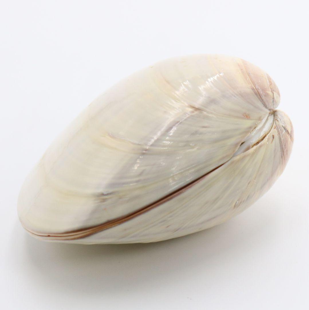 Gold-Leaf Clam Shell Kogo with Tachi-Bina Hina Dolls by Socho