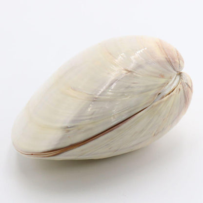 Gold-Leaf Clam Shell Kogo with Tachi-Bina Hina Dolls by Socho
