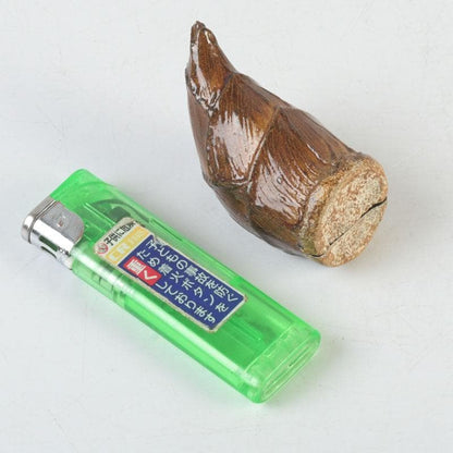 Bamboo Shoot Kogo by Kawagishi Hideyuki Wajima Lacquerware