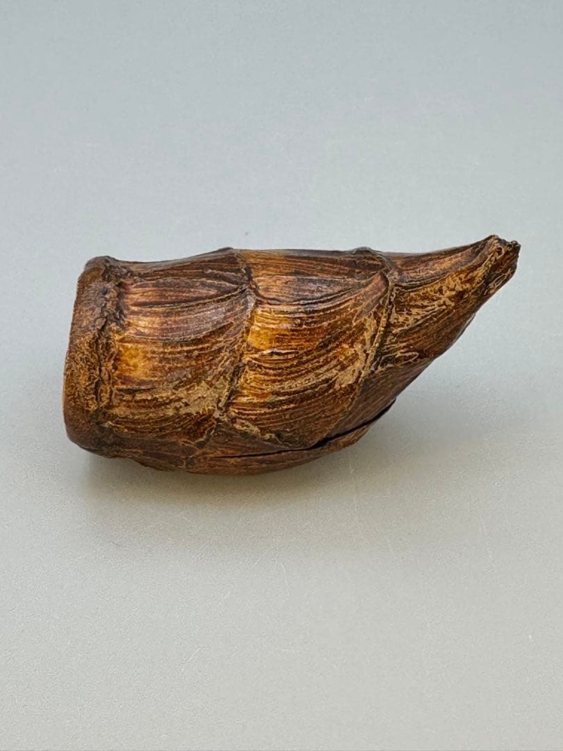 Kawagishi Hideyuki — Takenoko Kogo, Bamboo Shoot Incense Container, Signed Box