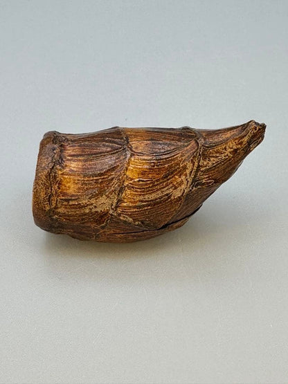 Kawagishi Hideyuki — Takenoko Kogo, Bamboo Shoot Incense Container, Signed Box