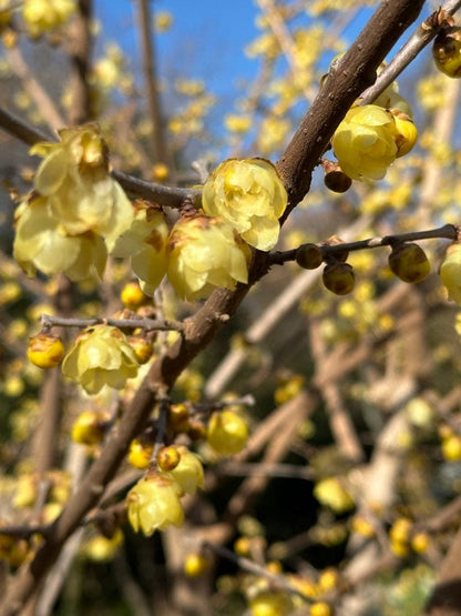 Nakazato Taroemon XIII Karatsu Kawakujira Chawan — Tomobako